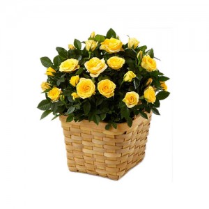 buket-bunga-murah-hand-bouquet-617