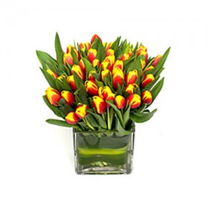 bunga tulip kuning orange