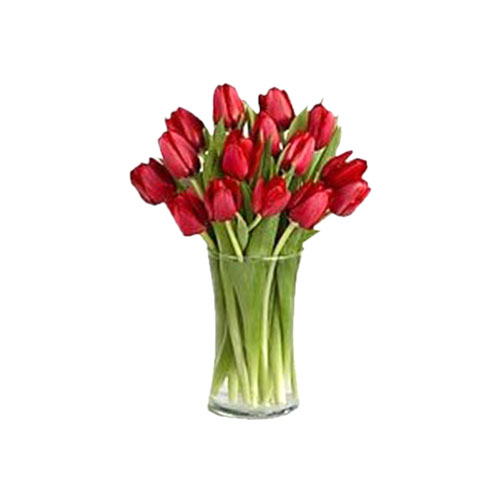 bunga tulip 8504