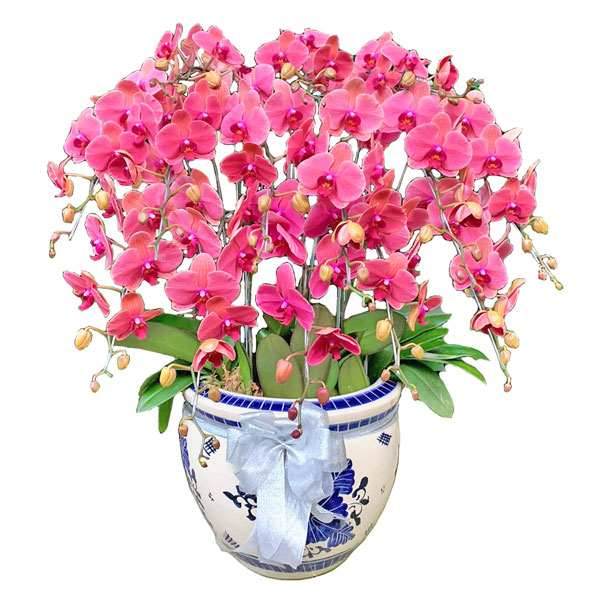 rangkaian bunga anggrek bulan pink merah muda premium dalam pot pita putih call chat for price untuk harga