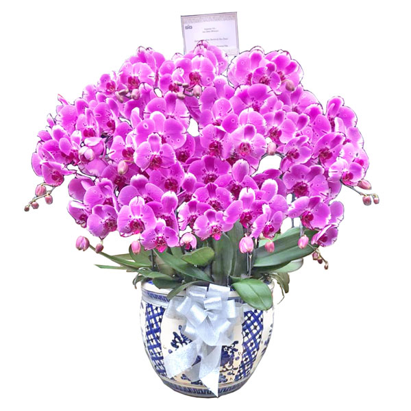 rangkaian bunga anggrek bulan warna ungu premium dalam pot pita putih call chat for price untuk harga